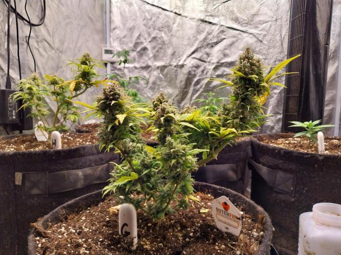 Quoitesqueu. Week 12 - 05/02