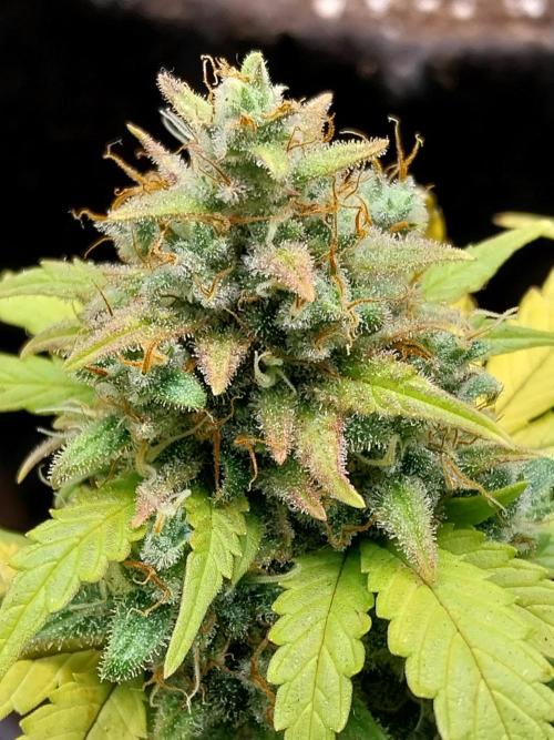 Quoitesqueu. Week 12 - 05/02