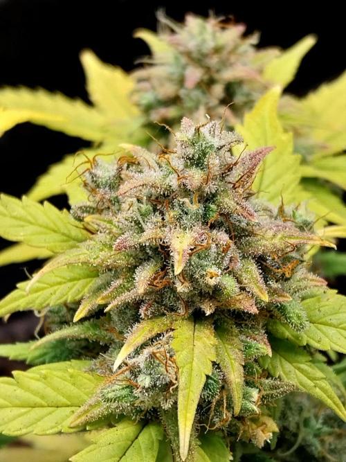 Quoitesqueu. Week 12 - 05/02