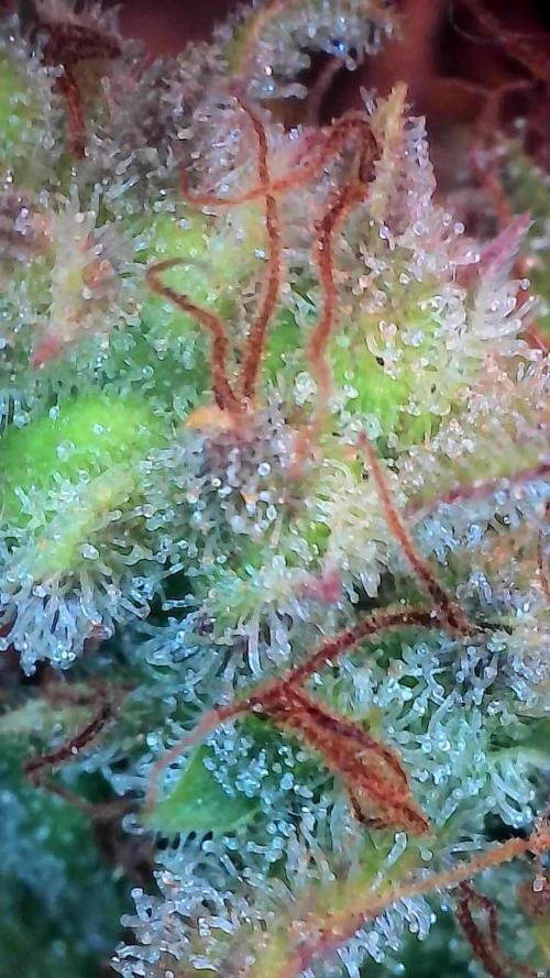 Quoitesqueu. Week 12 - 05/02