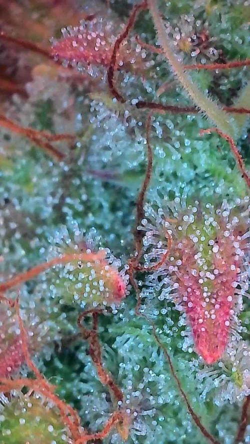 Quoitesqueu. Week 12 - 05/02