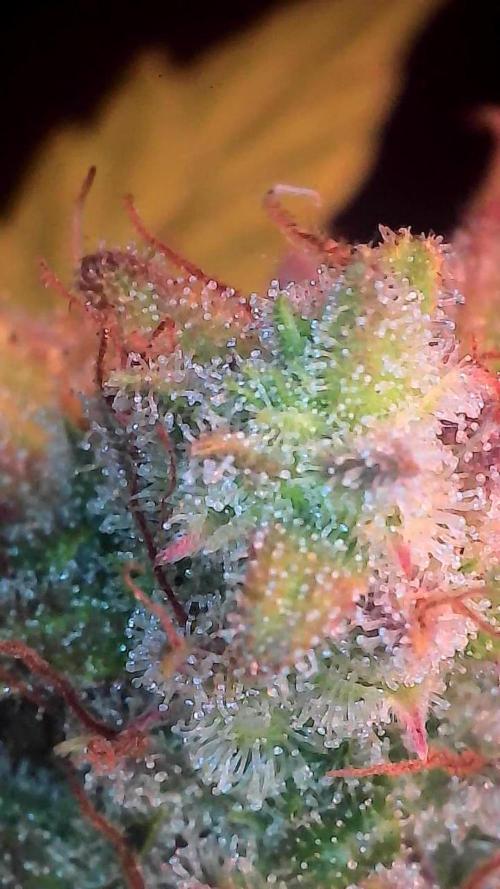 Quoitesqueu. Week 12 - 05/02