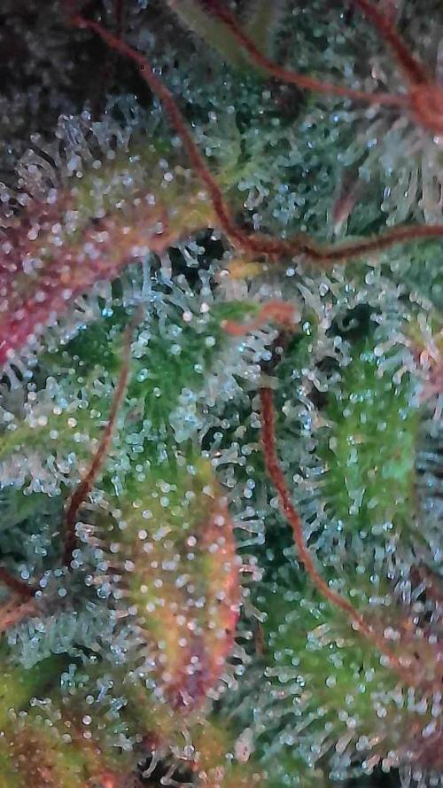 Quoitesqueu. Week 12 - 05/02