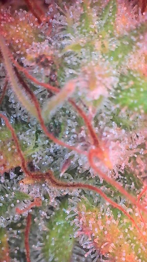 Quoitesqueu. Week 12 - 05/02