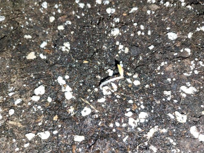 Rappa et mintal. Week 0 - 29/01