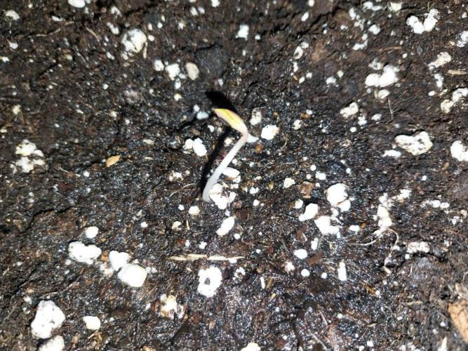 Rappa et mintal. Week 0 - 29/01