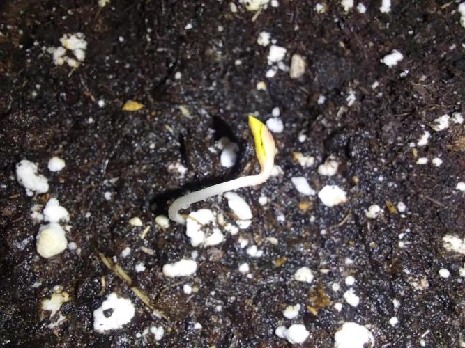 Rappa et mintal. Week 0 - 29/01