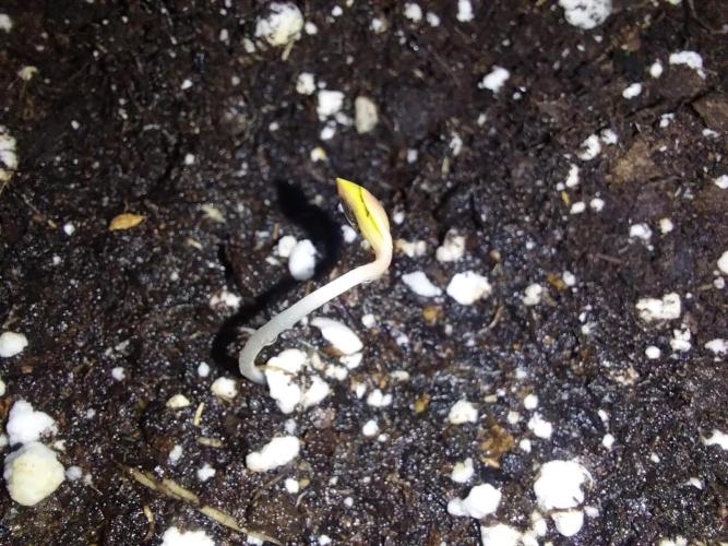 Rappa et mintal. Week 0 - 29/01