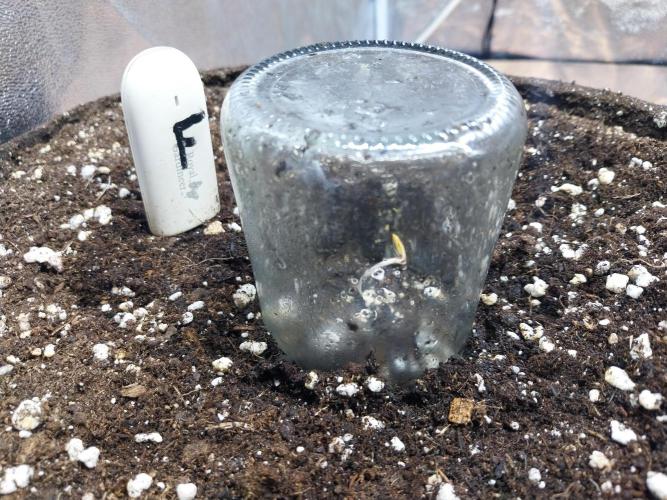 Rappa et mintal. Week 0 - 29/01