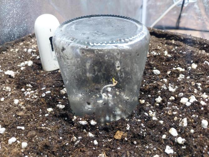 Rappa et mintal. Week 0 - 29/01