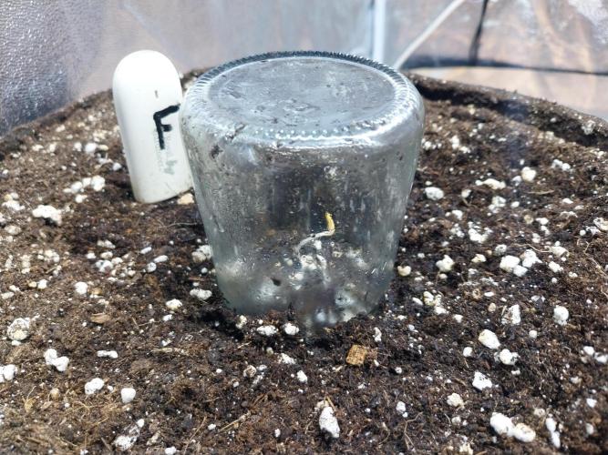 Rappa et mintal. Week 0 - 29/01