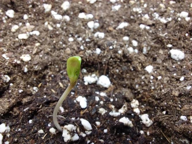 Rappa et mintal. Week 0 - 30/01