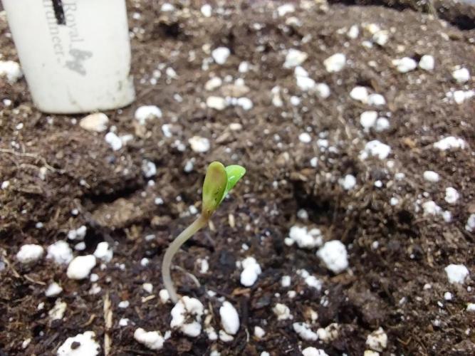 Rappa et mintal. Week 0 - 30/01