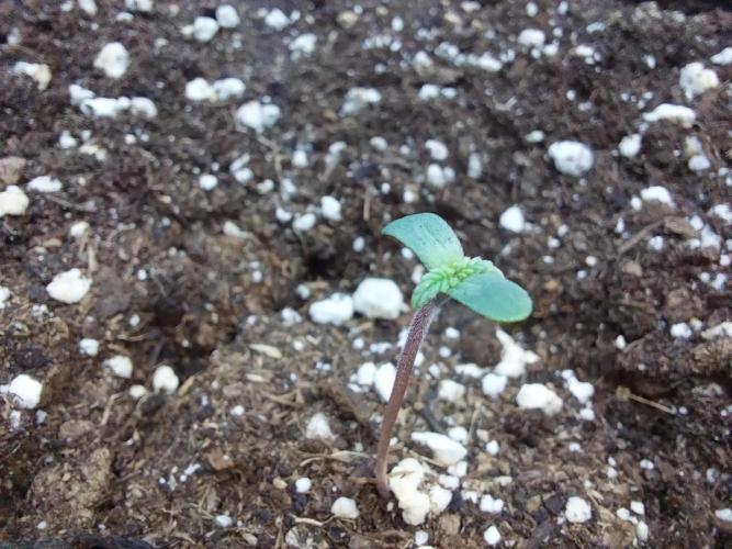 Rappa et mintal. Week 0 - 31/01