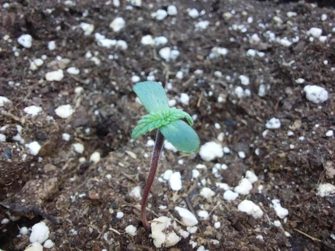 Rappa et mintal. Week 0 - 01/02