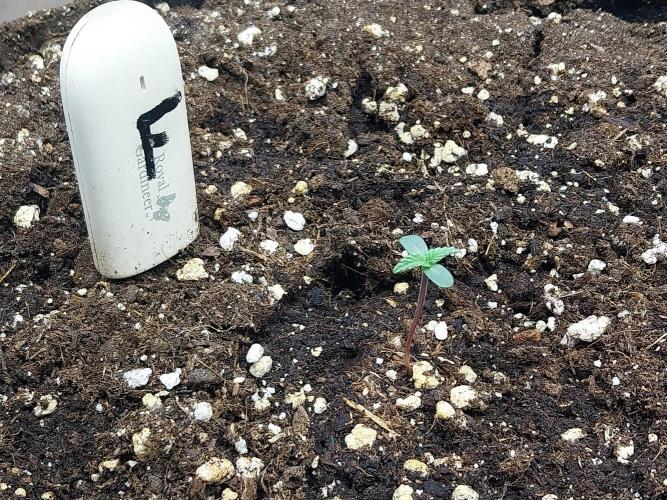 Rappa et mintal. Week 0 - 02/02