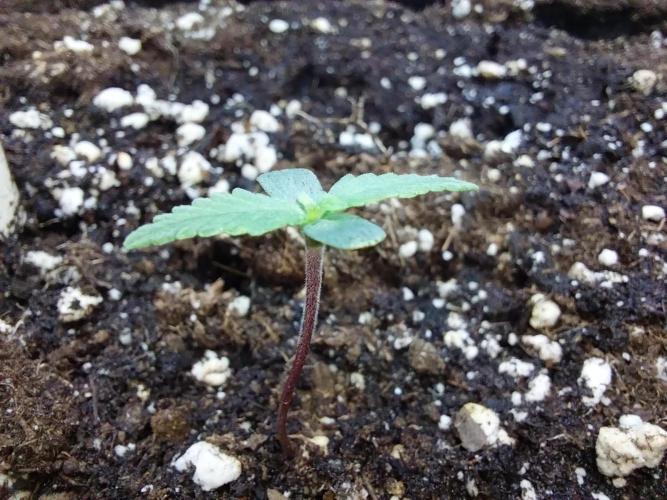 Rappa et mintal. Week 0 - 04/02