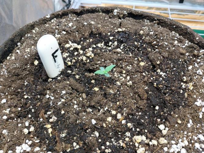 Rappa et mintal. Week 0 - 05/02 