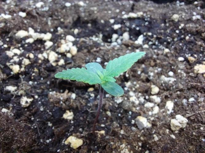 Rappa et mintal. Week 0 - 05/02