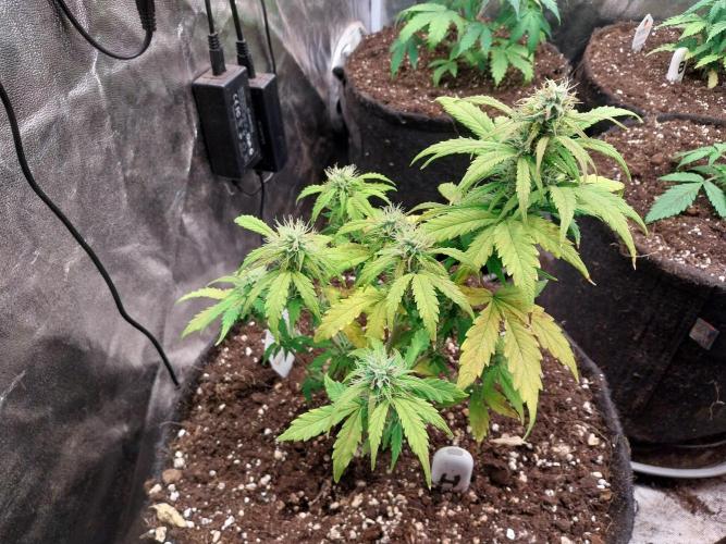 habannon. Week 9 - 01/02