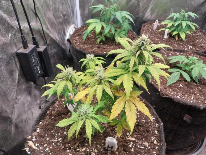 habannon. Week 9 - 02/02