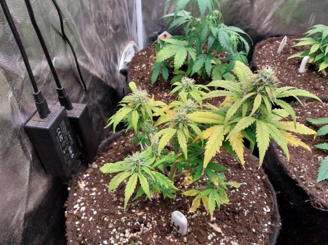 habannon. Week 9 - 03/02