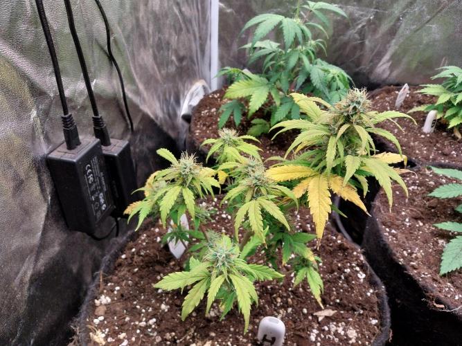 habannon. Week 9 - 04/02