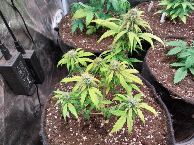 habannon. Week 9 - 05/02