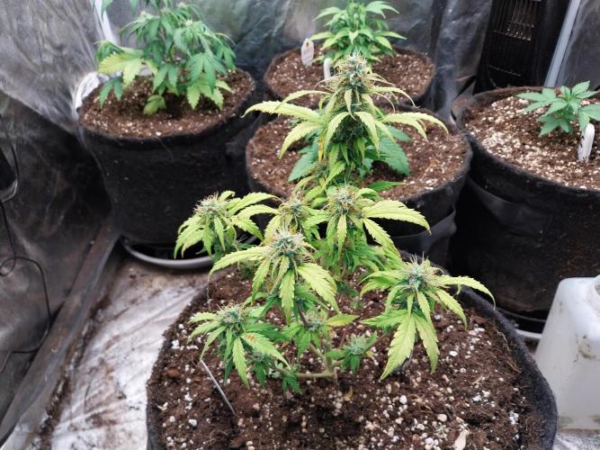 habannon. Week 9 - 06/02