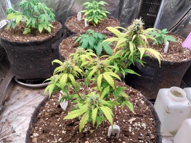 habannon. Week 9 - 06/02