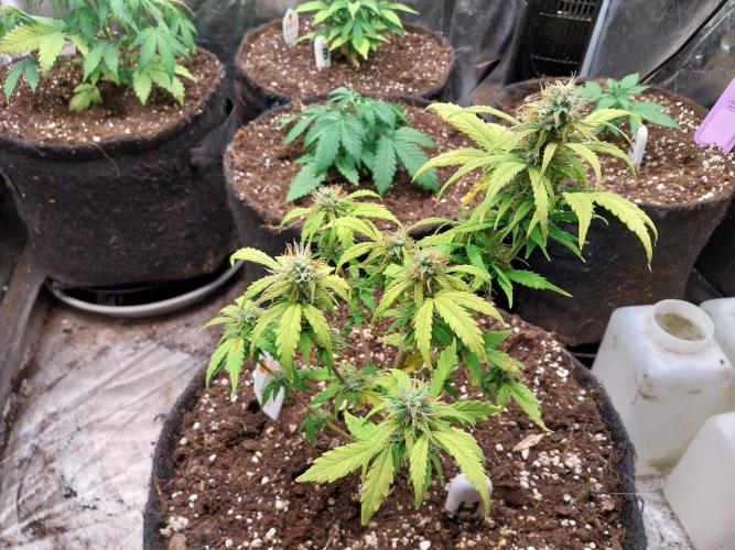 habannon. Week 9 - 06/02