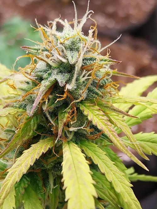 habannon. Week 9 - 06/02