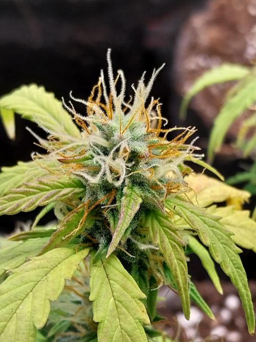 habannon. Week 9 - 06/02