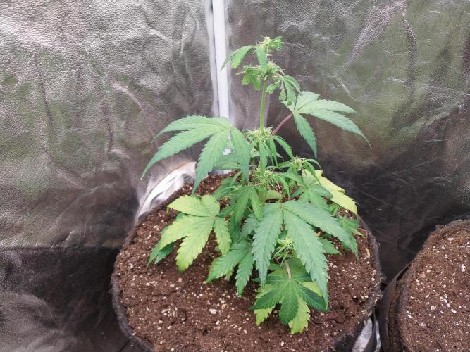 astéroweed. Week 6 - 02/02