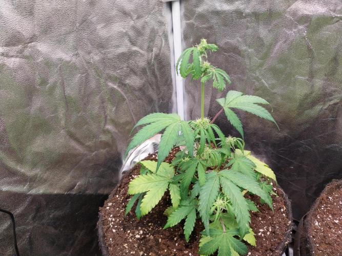 astéroweed. Week 6 - 03/02