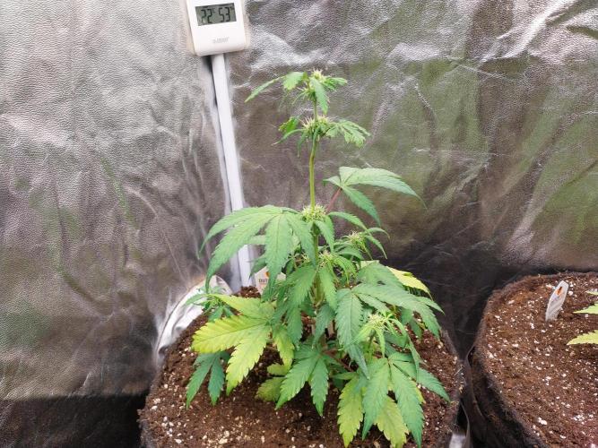 astéroweed. Week 6 - 04/02