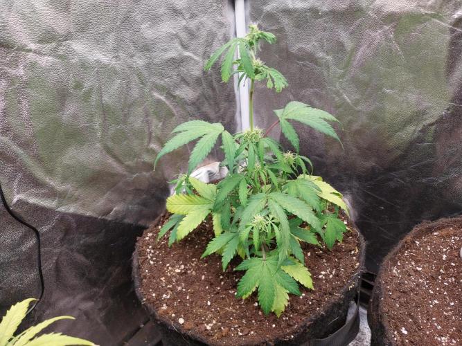 astéroweed. Week 6 - 05/02