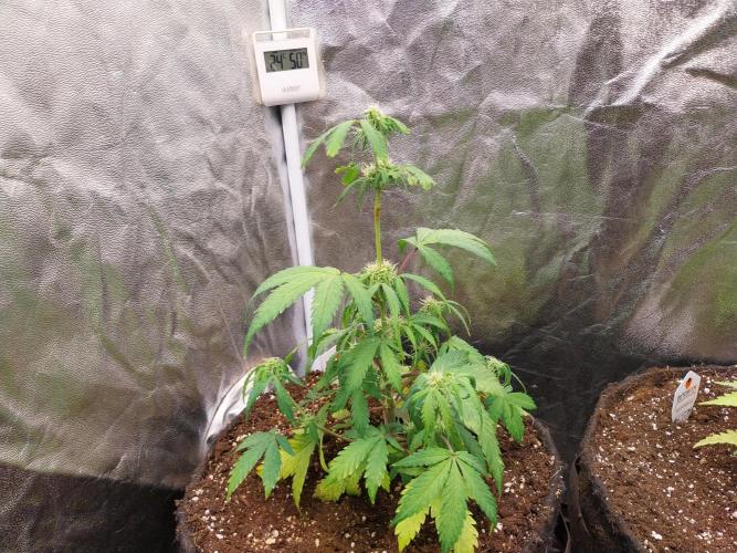 astéroweed. Week 6 - 06/02