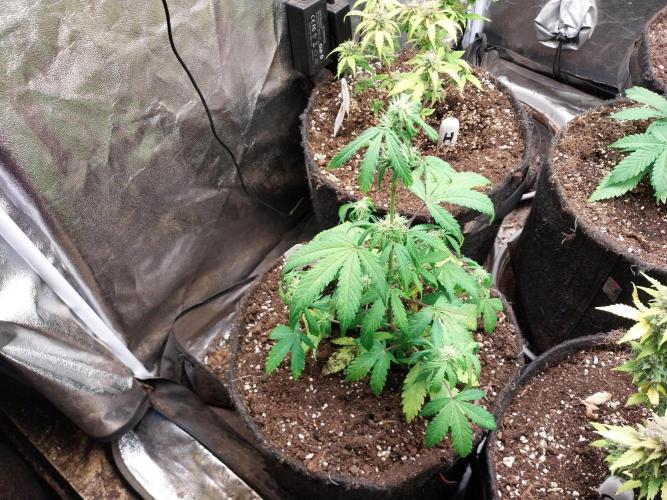 astéroweed. Week 6 - 07/02