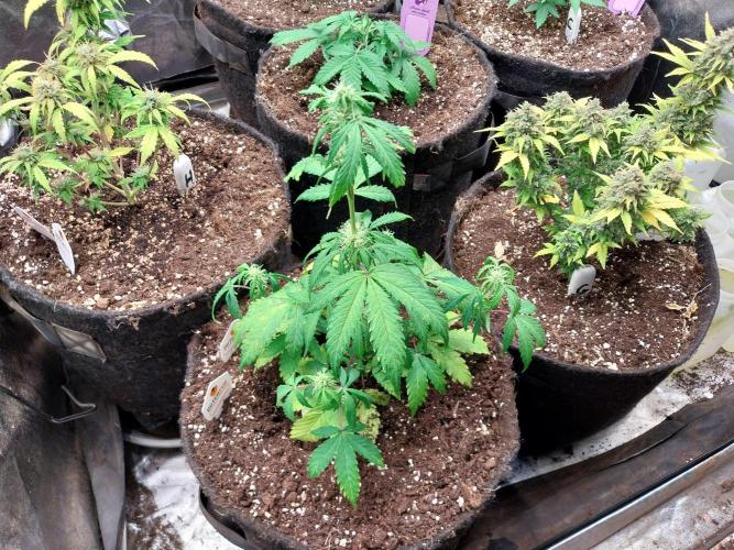 astéroweed. Week 6 - 07/02