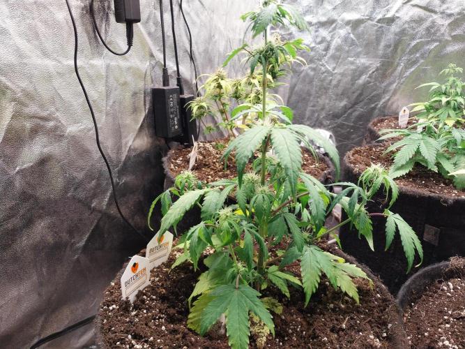 astéroweed. Week 6 - 07/02