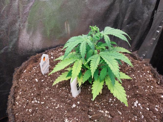 Bilout. Week 6 - 02/02