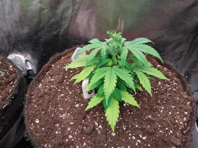 Bilout. Week 6 - 03/02