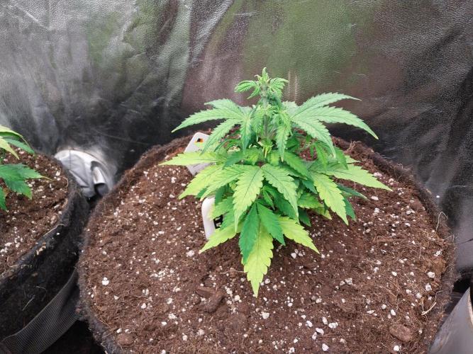 Bilout. Week 6 - 05/02