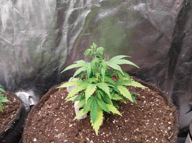 Bilout. Week 6 - 06/02