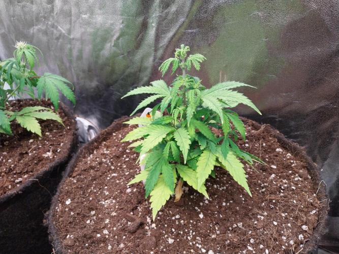 Bilout. Week 6 - 07/02