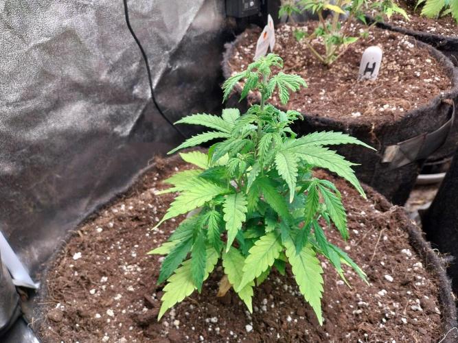 Bilout. Week 6 - 08/02