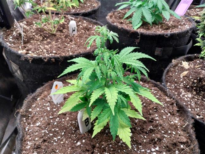 Bilout. Week 6 - 08/02