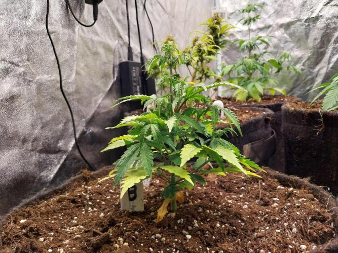 Bilout. Week 6 - 08/02