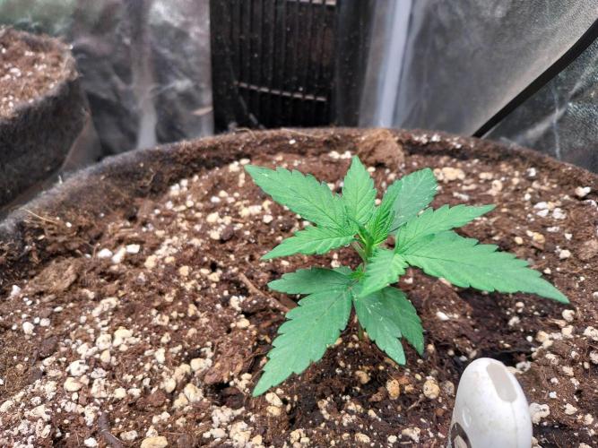 Palle leho. Week 4 - 03/02